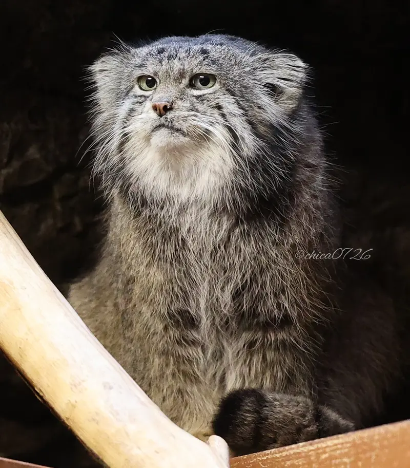 Фотография Клёна в Зоопарке Уено