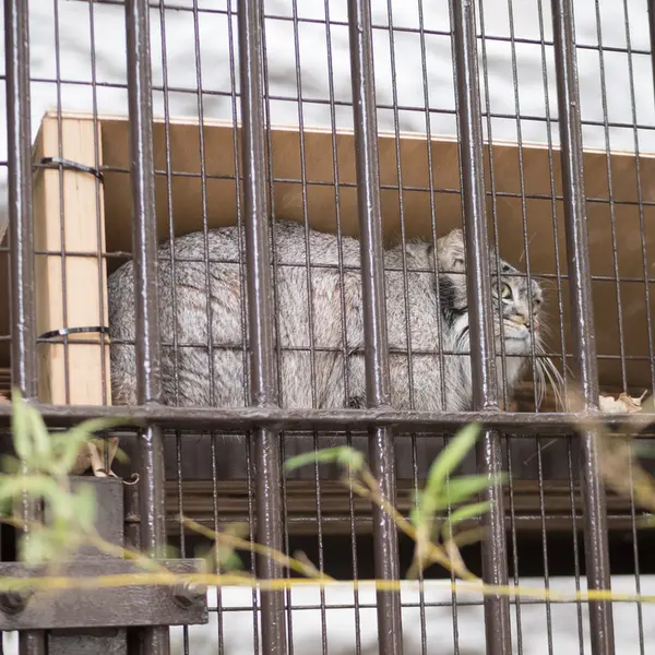 Фотография Фиги в Зоопарке Ногеяме