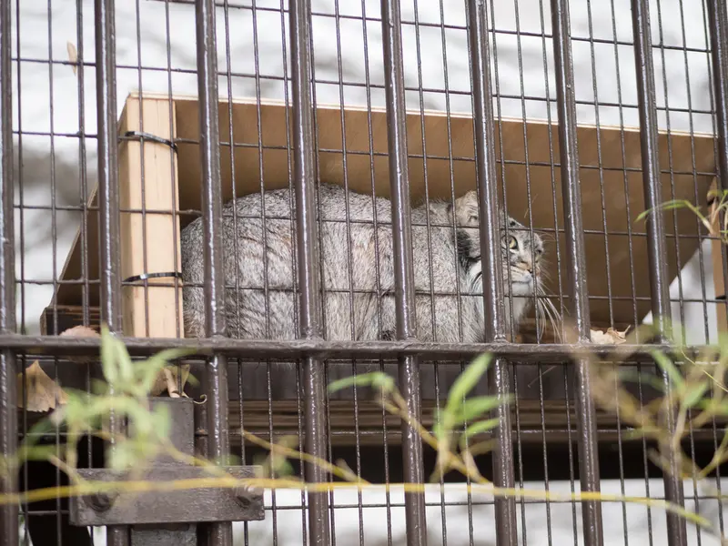 Фотография Фиги в Зоопарке Ногеяме