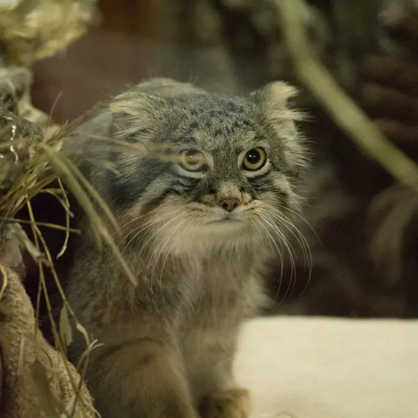 Фотография Фиги в Зоопарке Уено