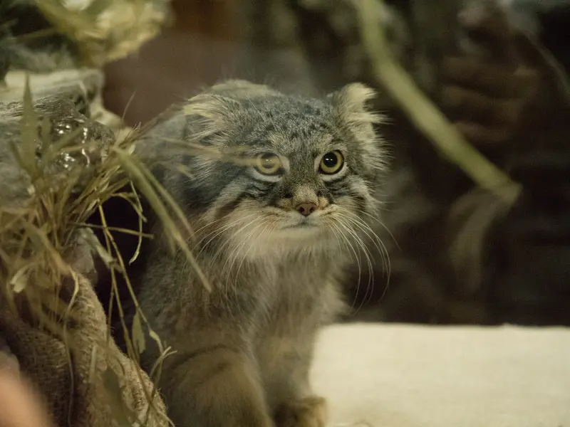 Фотография Фиги в Зоопарке Уено