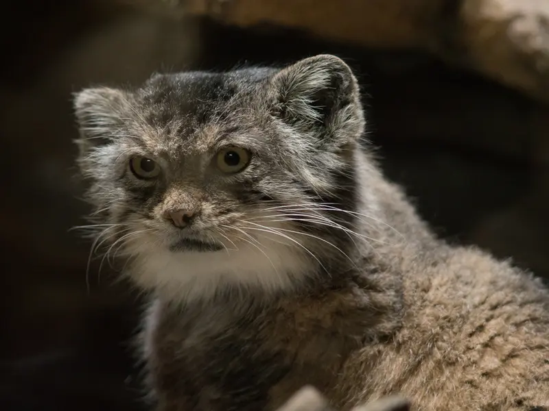 Фотография Примулы в Зоопарке Уено