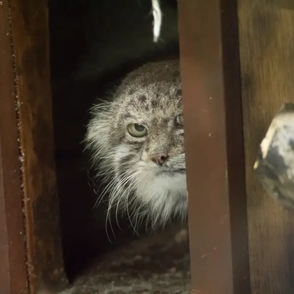 Фотография Клёна в Зоопарке Уено