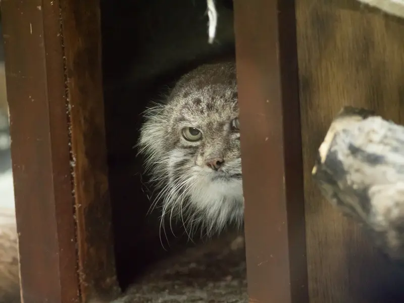 Фотография Клёна в Зоопарке Уено