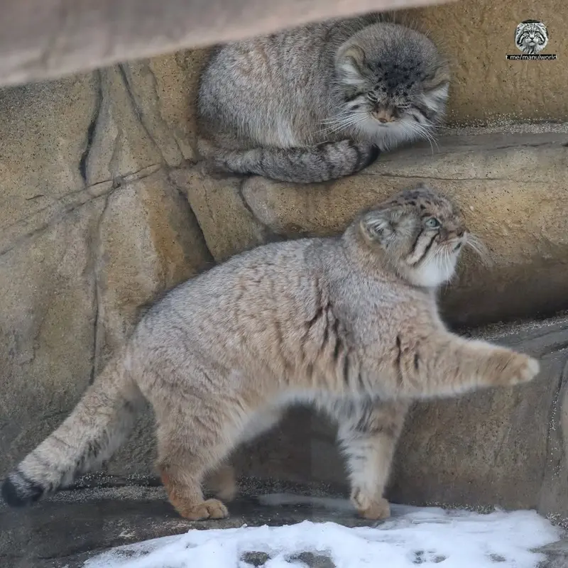 Фотография с манулом