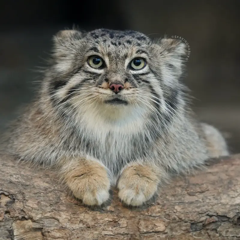 Фотография Аз в Царстве Животных Кобе