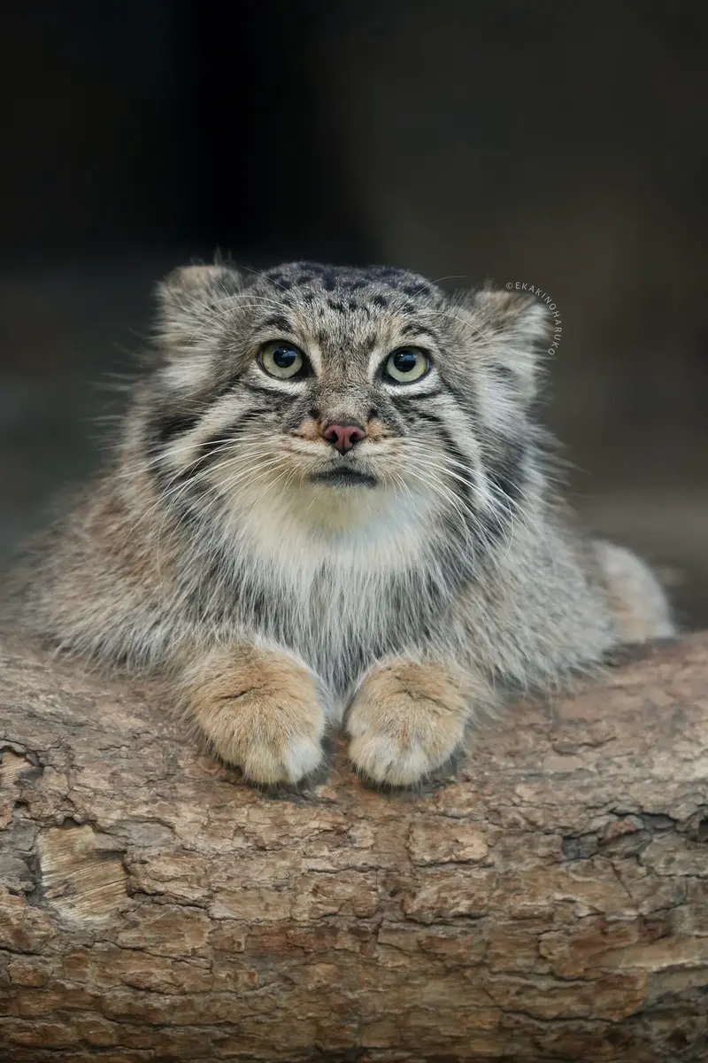 Фотография Аз в Царстве Животных Кобе