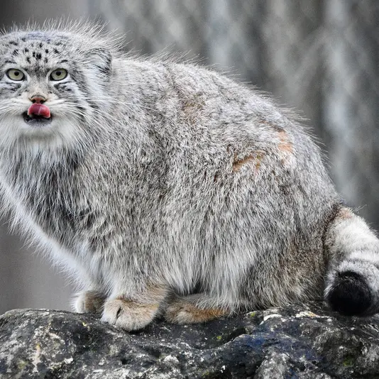 Фотография Наму в Парке диких животных Порт-Лимпн