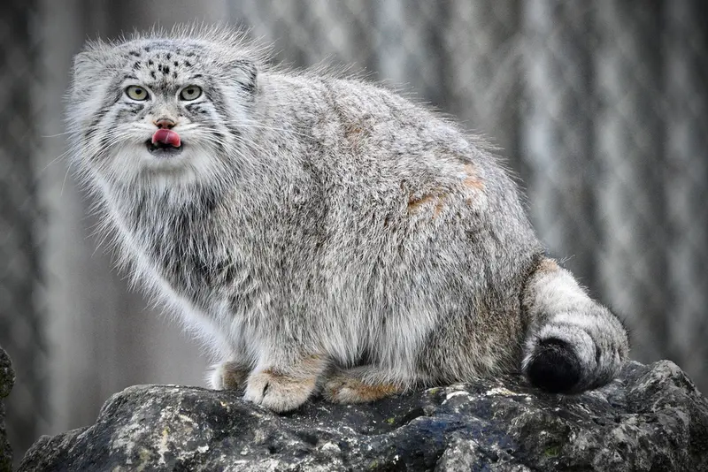 Фотография Наму в Парке диких животных Порт-Лимпн