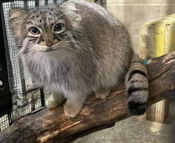 Фотография с манулом