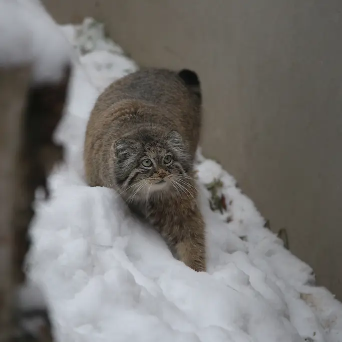 Фотография Улы в Гданском Зоопарке