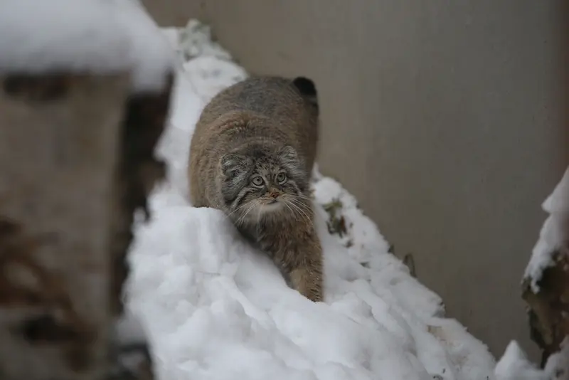 Фотография Улы в Гданском Зоопарке