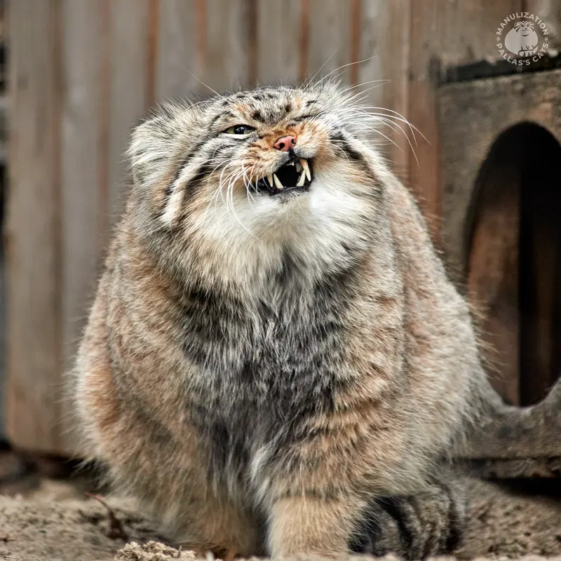 Фотография Зеленогорска в Новосибирском Зоопарке