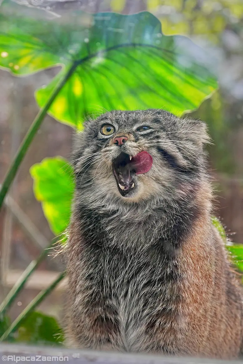 Фотография Нара в Царстве Животных Кобе