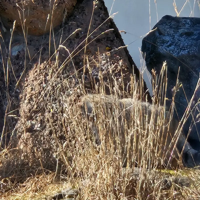 Фотография Мими в Зоопарке Коркеасаари