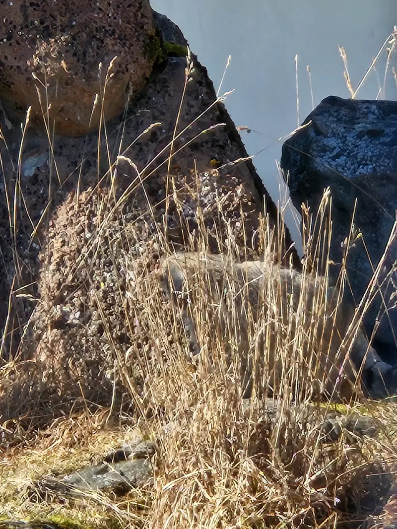 Фотография Мими в Зоопарке Коркеасаари