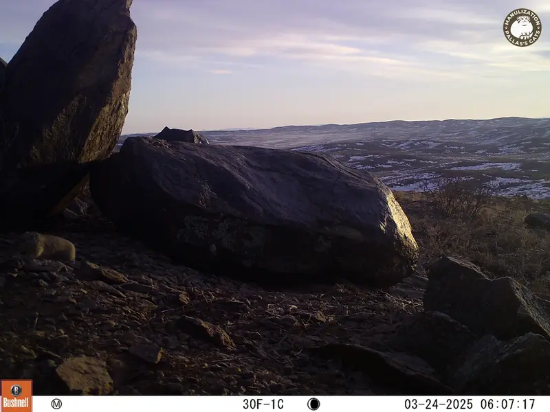 Фотография Казахскаи Пищухи с фотоловушки Кошкар