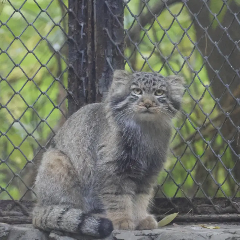 Фотография Сына Лолы 2026 г.р. Ⅱ в Новосибирском Зоопарке