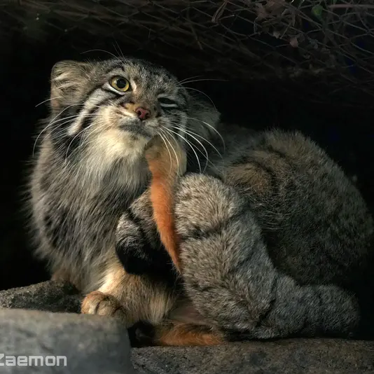 Фотография Ото в Царстве Животных Кобе