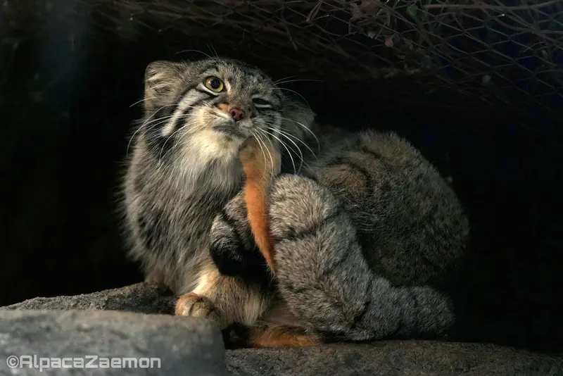 Фотография Ото в Царстве Животных Кобе