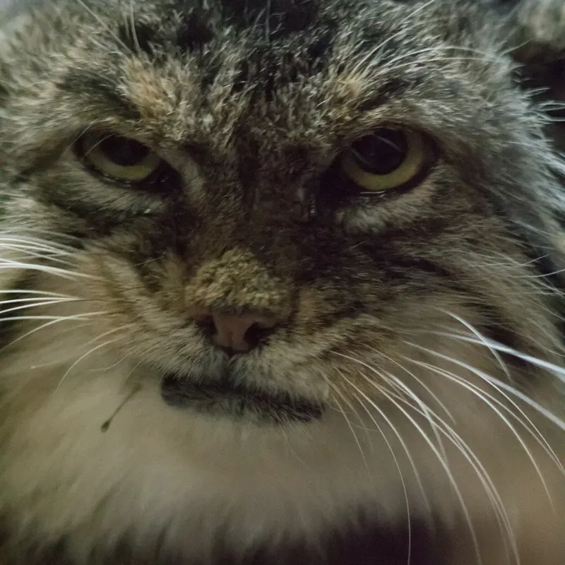 Фотография Примулы в Зоопарке Уено