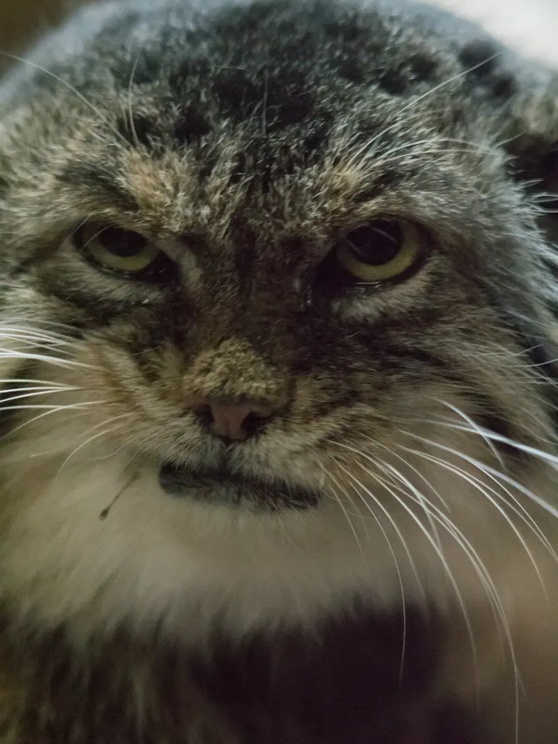 Фотография Примулы в Зоопарке Уено