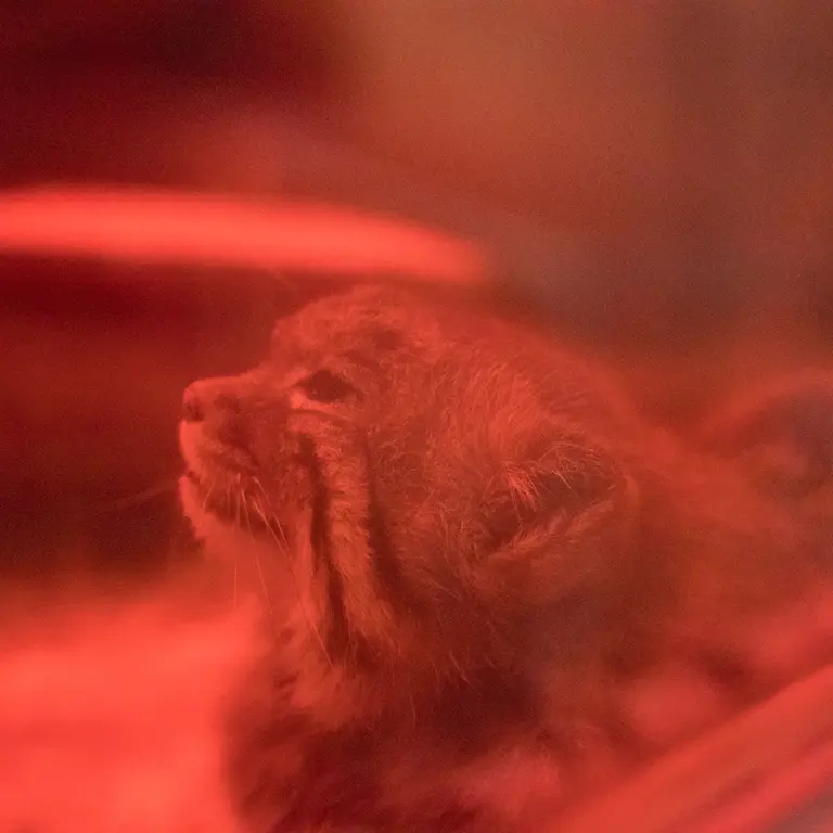 Фотография Найма в Зоопарке Уено