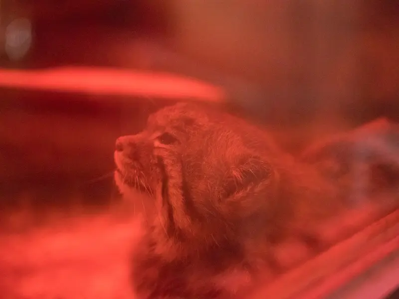 Фотография Найма в Зоопарке Уено