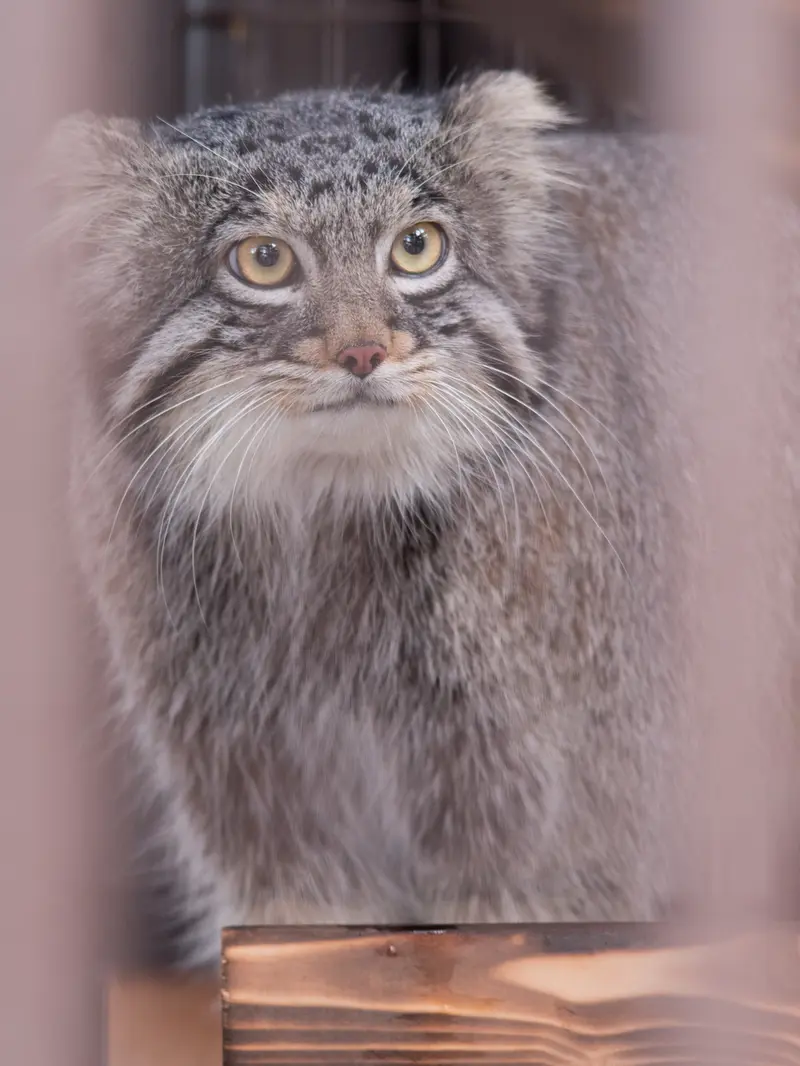 Фотография Фиги в Зоопарке Ногеяме