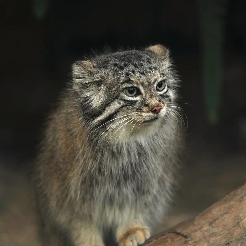 Фотография Аз в Царстве Животных Кобе