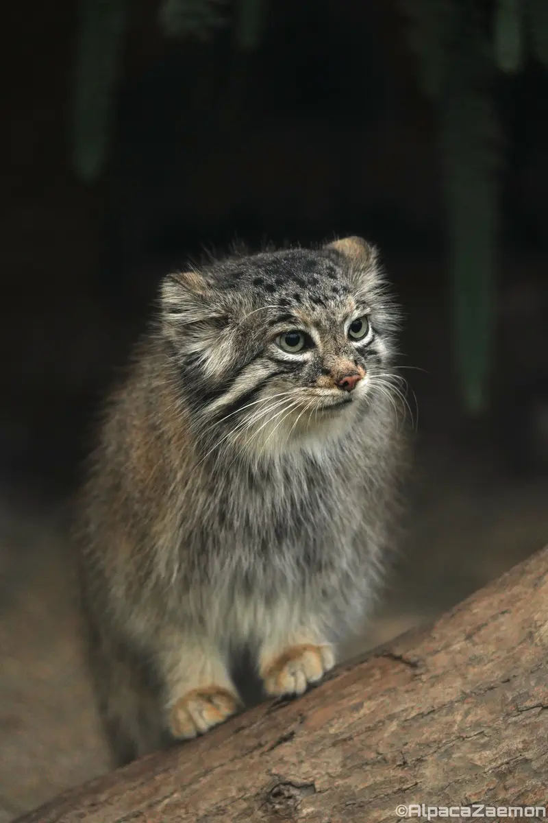 Фотография Аз в Царстве Животных Кобе