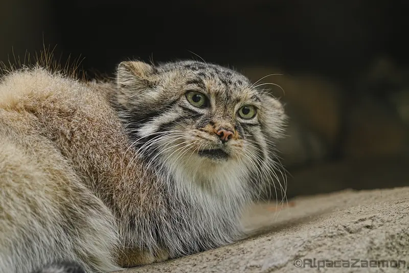 Фотография Аз в Царстве Животных Кобе