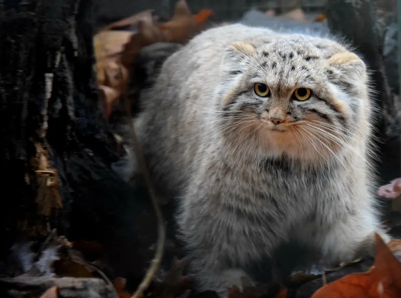 Фотография Люси в Будапештском Зоопарке