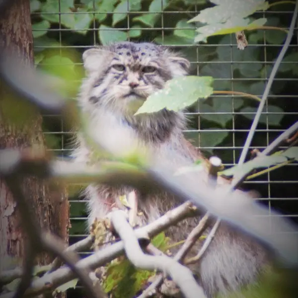 Фотография Майтука в Сафари-заповеднике Люминьи