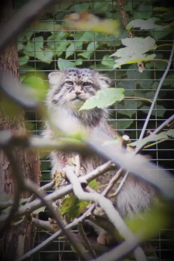 Фотография Майтука в Сафари-заповеднике Люминьи