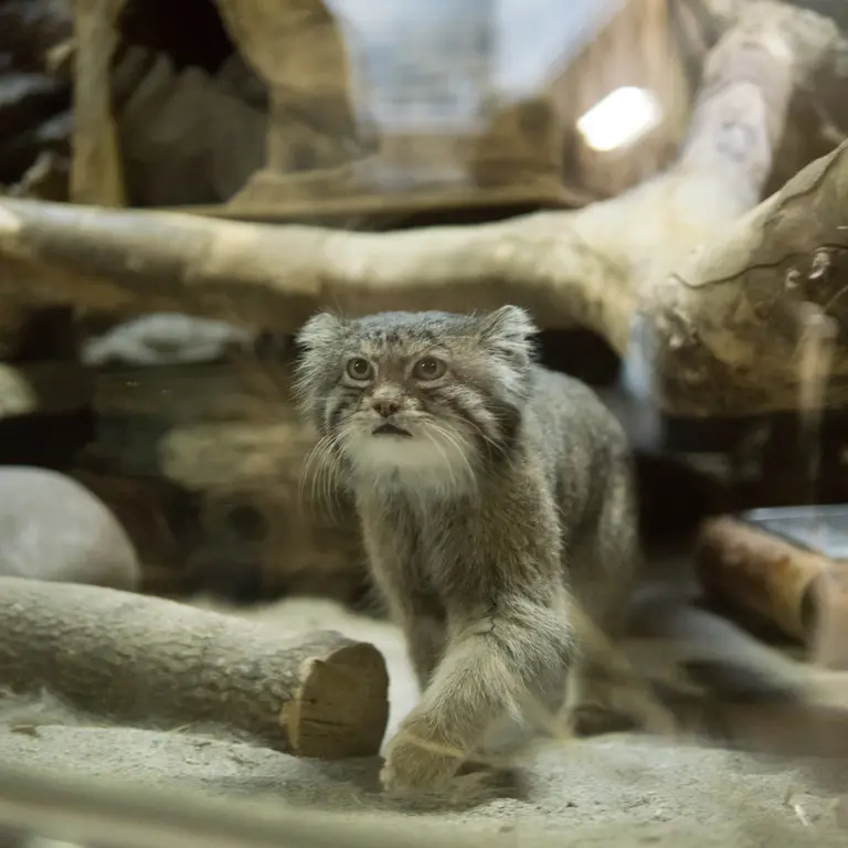 Фотография Клёна в Зоопарке Уено