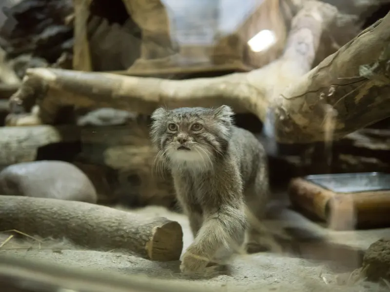 Фотография Клёна в Зоопарке Уено