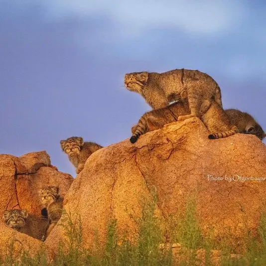 Фотография с манулом