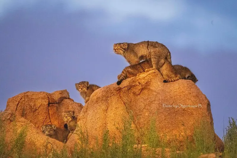 Фотография с манулом