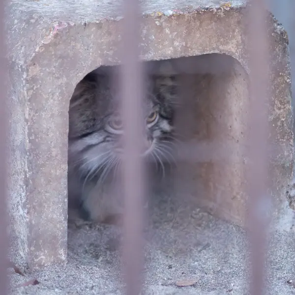 Фотография Фиги в Зоопарке Ногеяме