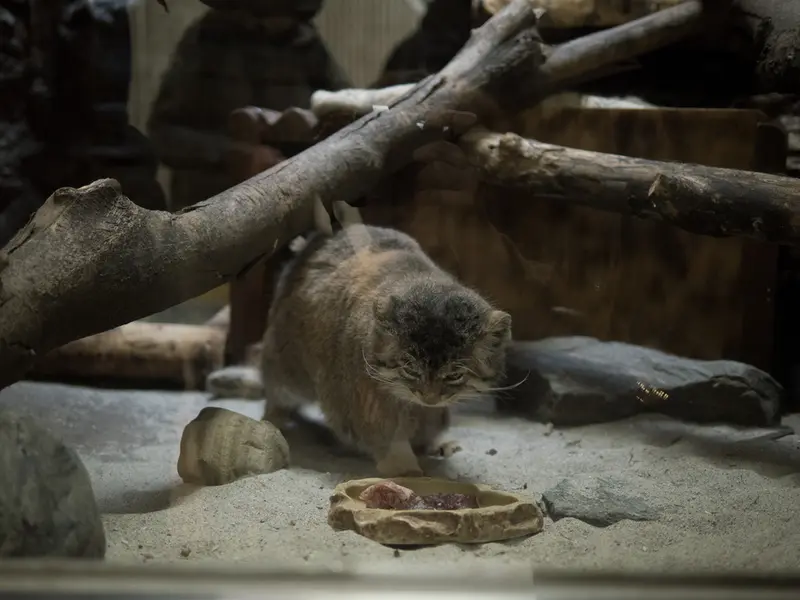 Фотография Примулы в Зоопарке Уено