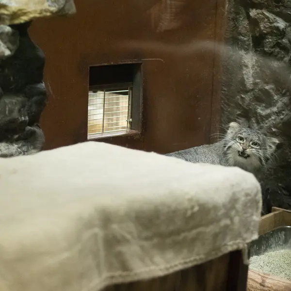 Фотография Фиги в Зоопарке Уено