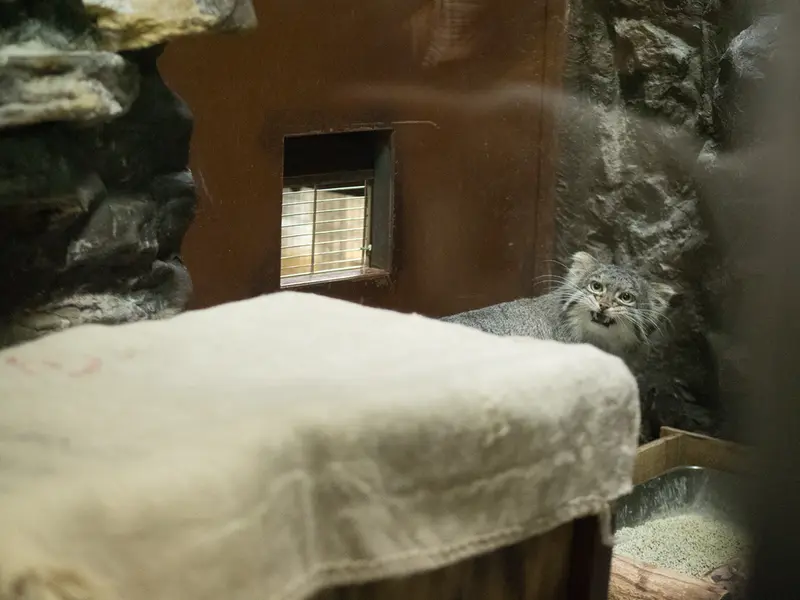 Фотография Фиги в Зоопарке Уено