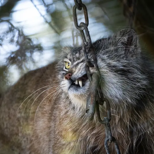 Фотография Кулки в Зоопарке Бэнхэм