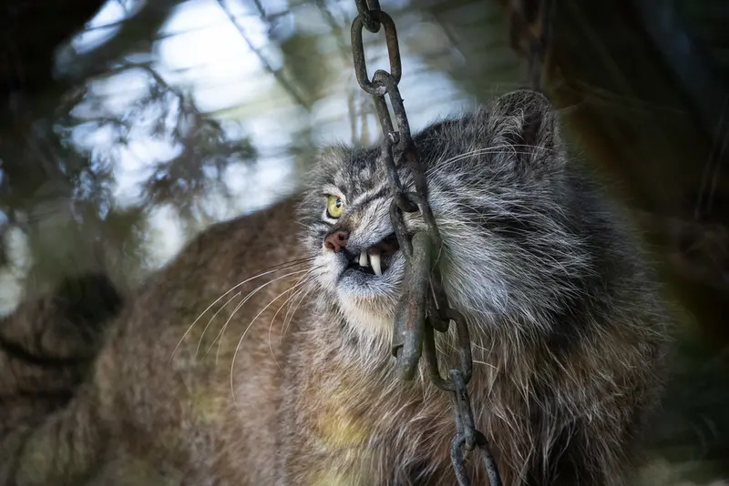 Фотография Кулки в Зоопарке Бэнхэм