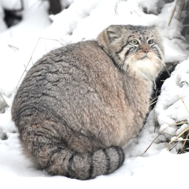 Фотография с манулом в Новосибирском Зоопарке
