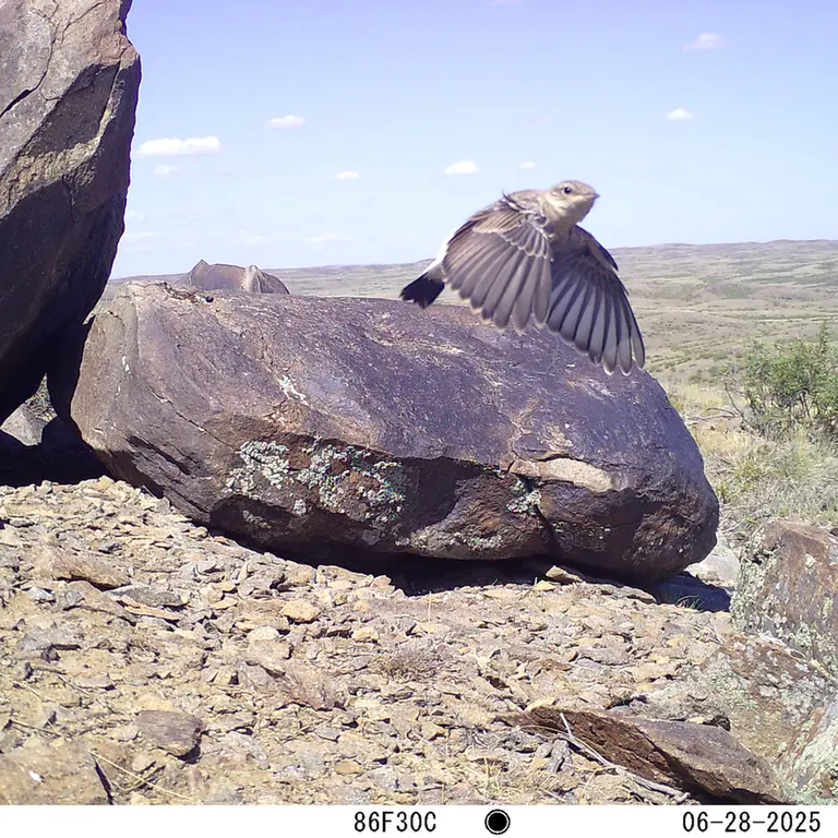 Фотография с манулом с фотоловушки Кошкар [новинка]