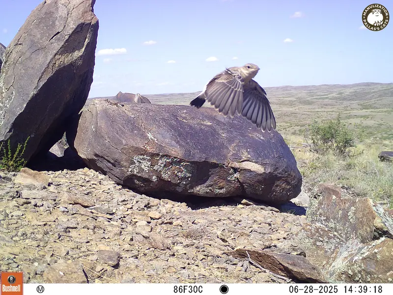 Фотография с манулом с фотоловушки Кошкар [новинка]