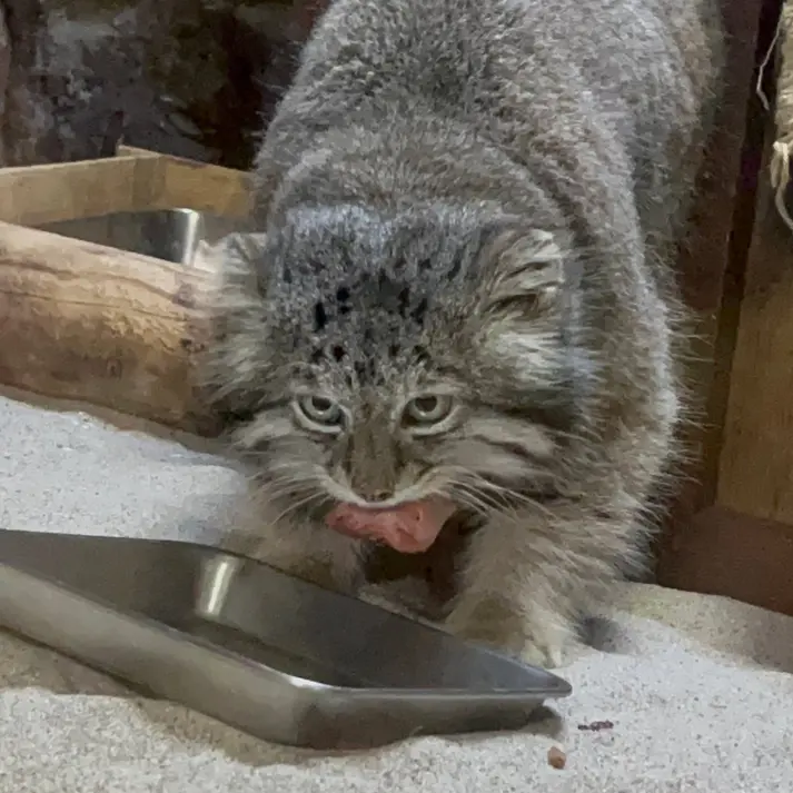 Фотография Клёна в Зоопарке Уено