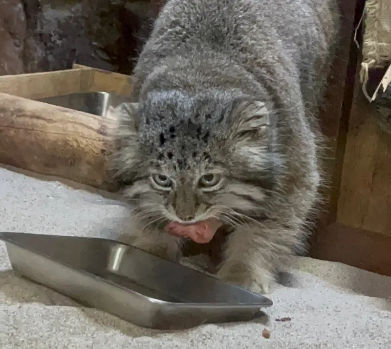 Фотография Клёна в Зоопарке Уено